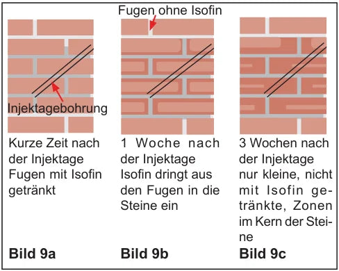 Drei Phasen der Isofin-Verteilung: kurz nach, eine Woche nach und drei Wochen nach der Injektion