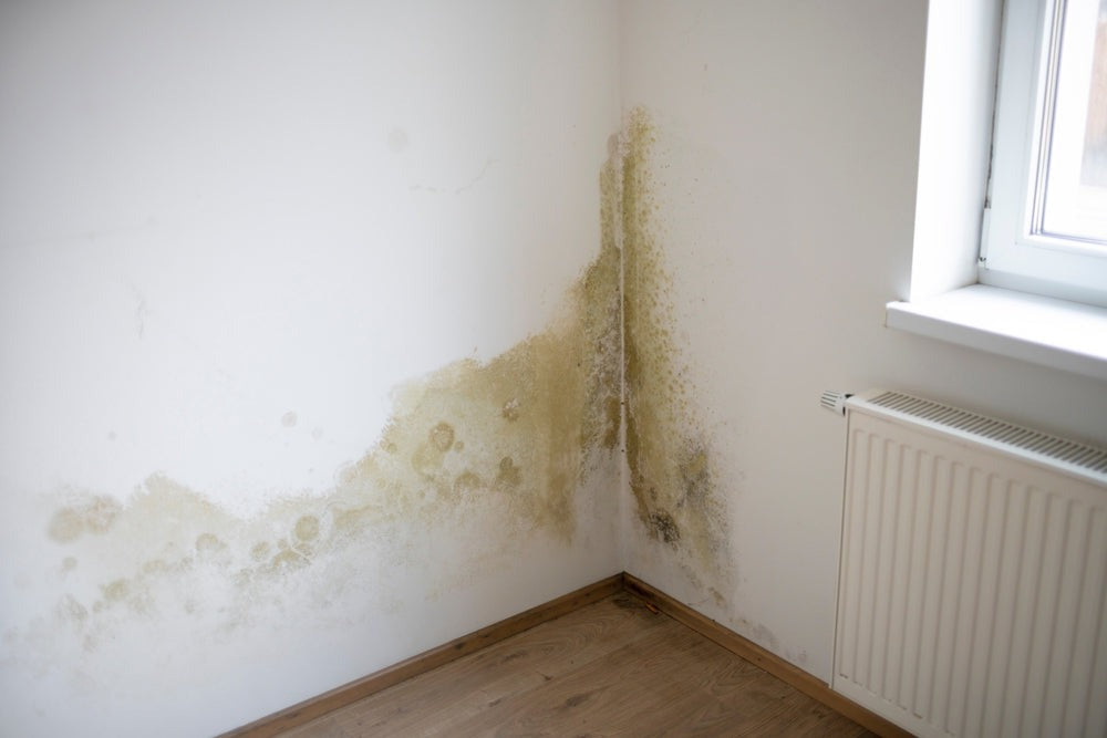 Rising damp